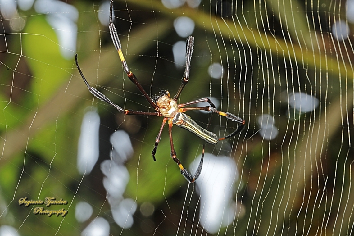 Golden orb-web spider, Nephila pilipes  Fall,Geotagged,Indonesia
