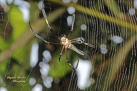 Golden orb-web spider, Nephila pilipes  Fall,Geotagged,Indonesia