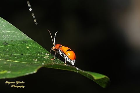 Pumpkin beetle, Aulacophora Sp., family Chrysomelidae  Fall,Geotagged,Indonesia