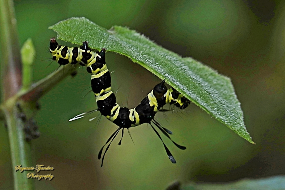 Caterpillar of Noctuid Moth, Tinolius eburneigutta, family Erebidae  Fall,Geotagged,Indonesia,Tinolius eburneigutta