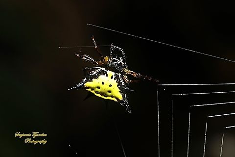 Hasselt spiny spider, Macracantha haselti, family Araneidae  Fall,Geotagged,Hasselt's Spiny Spider,Indonesia,Macracantha hasselti