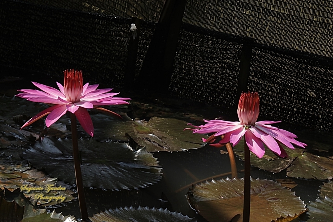 Red Water Lily, Nymphaea rubra, family Nymphaeaceae  Fall,Geotagged,Indonesia,Nymphaea rubra,Red Water Lily