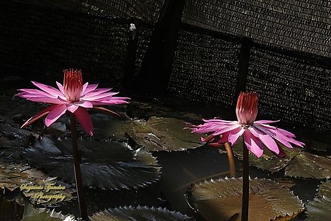 Red Water Lily, Nymphaea rubra, family Nymphaeaceae  Fall,Geotagged,Indonesia,Nymphaea rubra,Red Water Lily