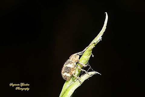 Leaf Weevil, Phytoscaphus triangularis  Fall,Geotagged,Indonesia,Phytoscaphus triangularis