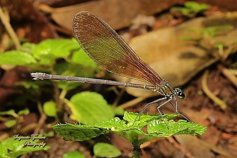 Ebony Jewelwing Damselfly, Vestalis luctuosa-female  Fall,Geotagged,Indonesia,Nila Flashwing,Vestalis luctuosa