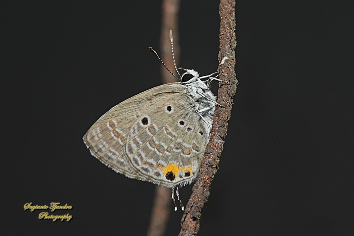 Cycad Blue Butterfly, Luthrodes pandava ssp pandava  Geotagged,Indonesia,Luthrodes pandava,Plains Cupid,Winter
