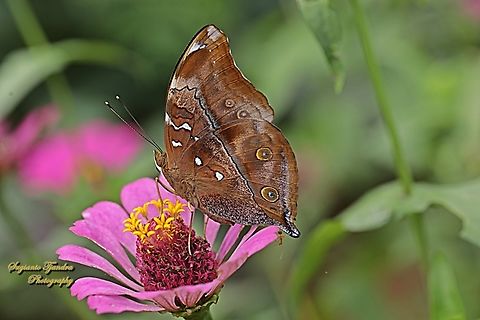 Autumn leaf butterfly, Doleschallia bisaltide  Autumn leaf,Doleschallia bisaltide,Geotagged,Indonesia,Winter