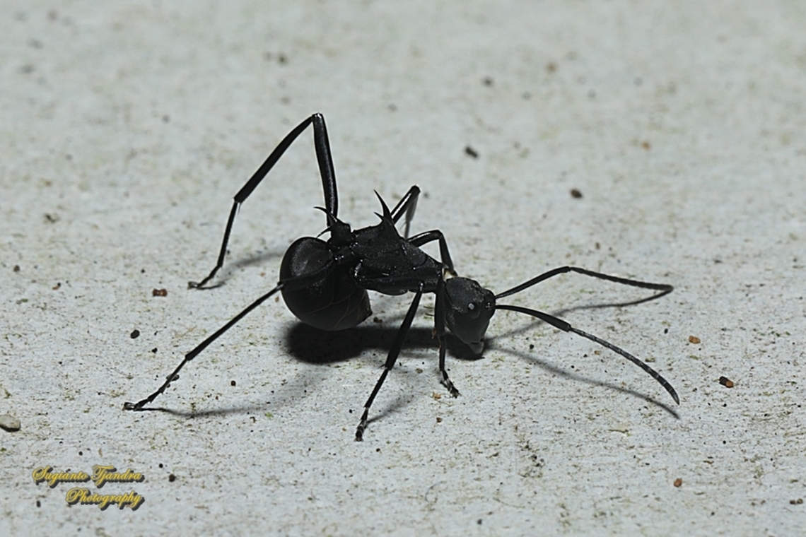 Black Spiny Ant, Polyrhachis armata  Armed Spiny Ant,Geotagged,Indonesia,Polyrhachis armata,Winter