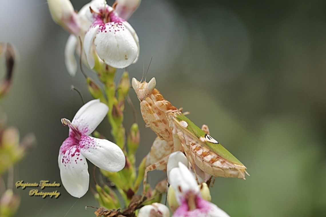 Jeweled Flower Mantis, Creobroter gemmatus  Creobroter gemmatus,Geotagged,Indonesia,Jeweled Flower Mantis,Winter