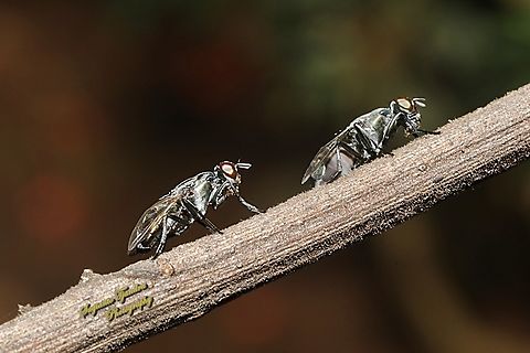Tropical scavenger signal fly, Plagiostenopterina Sp., family  Geotagged,Indonesia,Winter