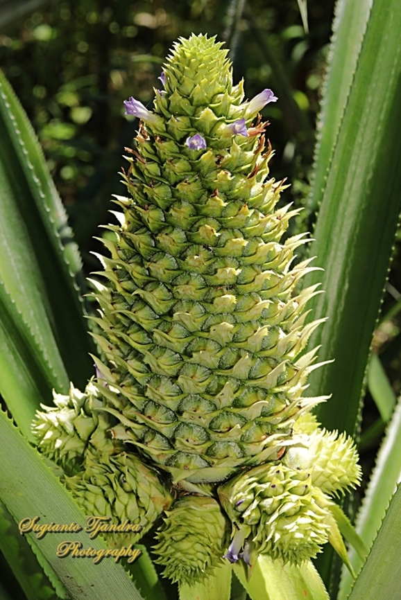 Bunga Nanas / Pineapple flower, Ananas comosus, family Bromeliaceae  Ananas comosus,Geotagged,Indonesia,Pineapple,Winter