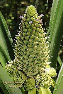 Bunga Nanas / Pineapple flower, Ananas comosus, family Bromeliaceae  Ananas comosus,Geotagged,Indonesia,Pineapple,Winter