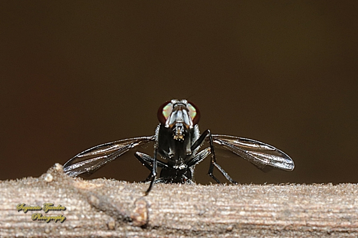 Tropical scavenger signal fly, Plagiostenopterina Sp., family Platystomatidae  Geotagged,Indonesia,Winter
