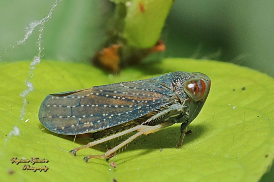 Leafhopper, subfamily Coelidiinae, family Cicadellidae  Geotagged,Indonesia,Winter