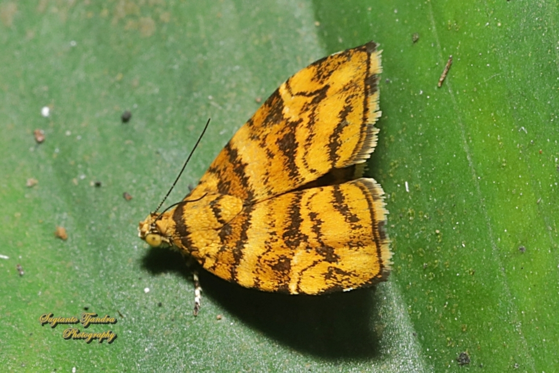 Metal moth, Choreutis amethystodes  Choreutis amethystodes,Geotagged,Indonesia,Winter