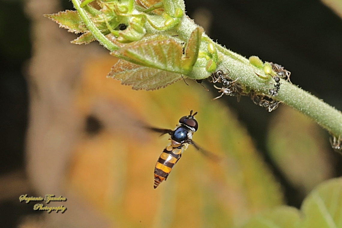Hoverfly, Dideopsis aegrota  Dideopsis aegrota,Geotagged,Indonesia,Winter