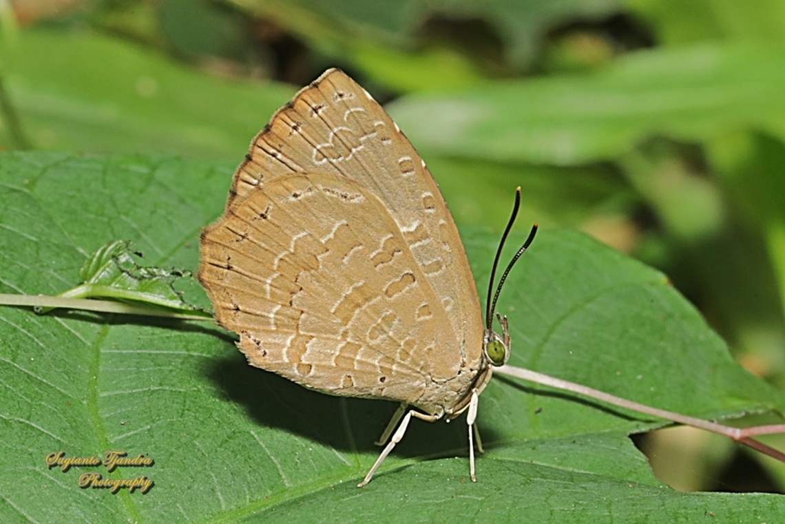 Round-band Brownie, Miletus gopara gopara, family Lycaenidae  Geotagged,Indonesia,Miletus gopara,Round-banded Brownie,Winter