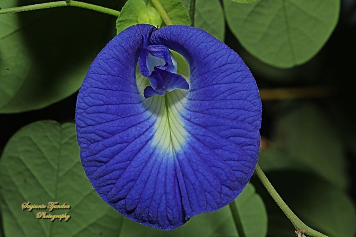 Kembang Telang, Blue Pea flower. Clitoria ternatea  Butterfly-pea,Clitoria ternatea,Geotagged,Indonesia,Winter