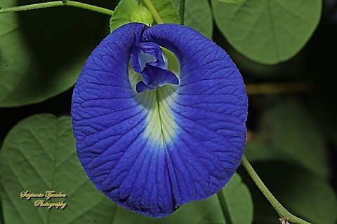 Kembang Telang, Blue Pea flower. Clitoria ternatea  Butterfly-pea,Clitoria ternatea,Geotagged,Indonesia,Winter