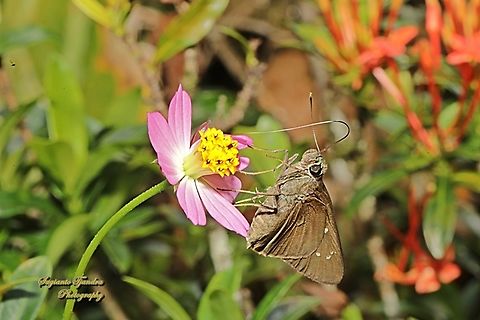 Skipper butterfly, small branded swift, Pelopidas Agna "sucking nectar" on the Kenikir flower  Dark branded swift,Geotagged,Indonesia,Pelopidas agna,Winter