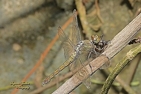 Crimson Dropwing Dragonfly, Orthetrum testaceum, family Libellulidae-female with prey  Geotagged,Indonesia,Orange Skimmer,Orthetrum testaceum,Winter
