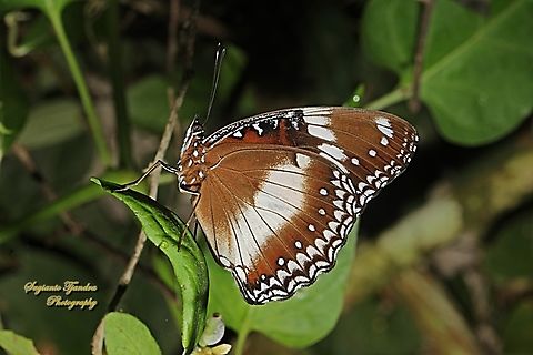 Great eggfly butterfly, Hypolimnas bolina bolina-lowerside  Geotagged,Hypolimnas bolina,Indonesia,Varied Eggfly,Winter