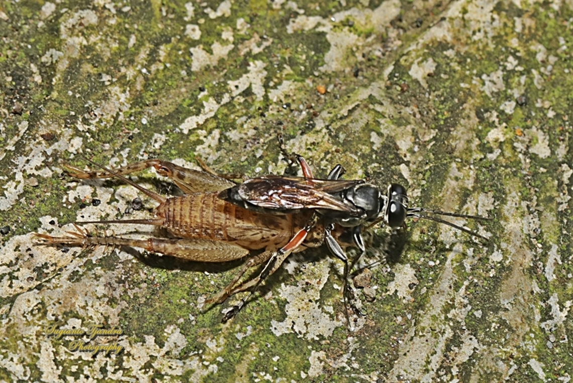 Larrine crabronid wasp, Liris subtesselatus w/ prey (cricket)  Geotagged,Indonesia,Liris subtesselatus,Winter