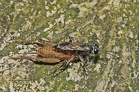 Larrine crabronid wasp, Liris subtesselatus w/ prey (cricket)  Geotagged,Indonesia,Liris subtesselatus,Winter