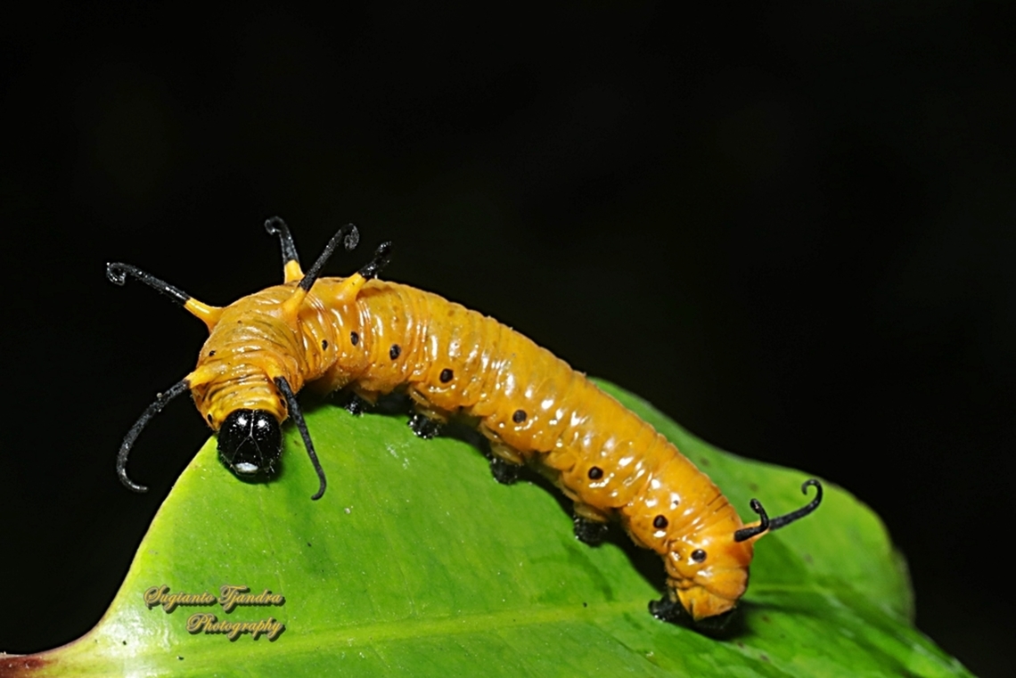 Caterpillar of Blue-spotted Crow Butterfly, Euploea midamus  Euploea midamus,Geotagged,Indonesia,Spotted blue crow,Winter