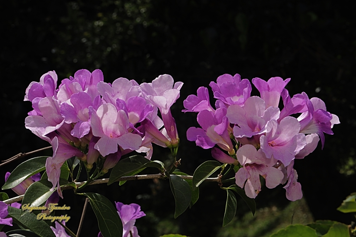 Garlic Vine flowers, Mansoa alliacea, Pseudocalymna alliaceum  Garlic vine,Geotagged,Indonesia,Mansoa alliacea,Winter