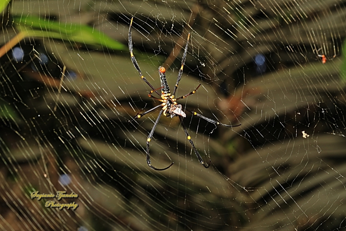 Golden orb-web spider, Nephila pilipes - lowerside w/prey  Geotagged,Giant Golden Orbweaver,Indonesia,Nephila pilipes,Winter