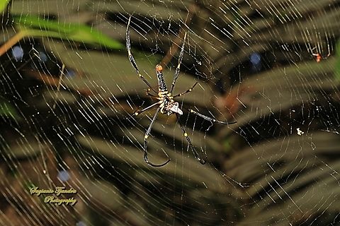 Golden orb-web spider, Nephila pilipes - lowerside w/prey  Geotagged,Giant Golden Orbweaver,Indonesia,Nephila pilipes,Winter