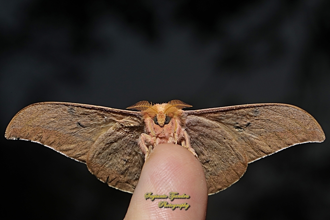 Cricula Silkmoth, Cricula trifenestrata - male  Cricula Silkmoth,Cricula trifenestrata,Geotagged,Indonesia,Winter