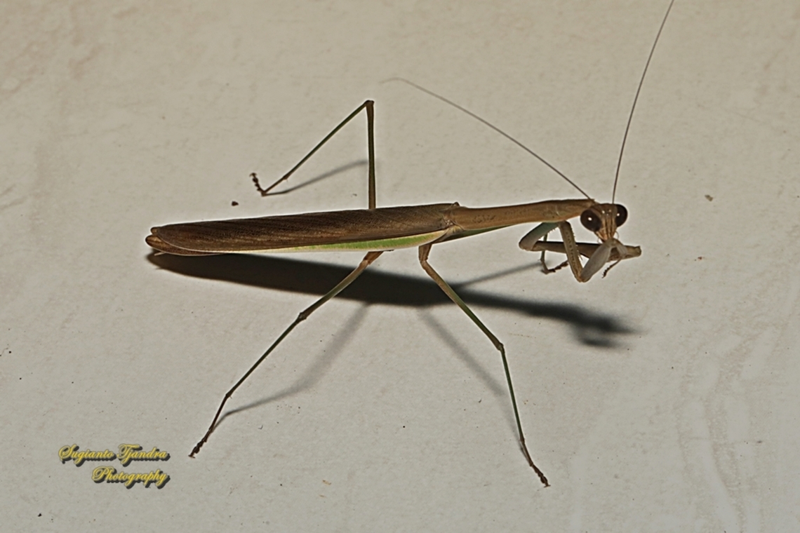 Praying mantis, Tenodera fasciata, family Mantidae  Geotagged,Indonesia,Tenodera fasciata,Winter