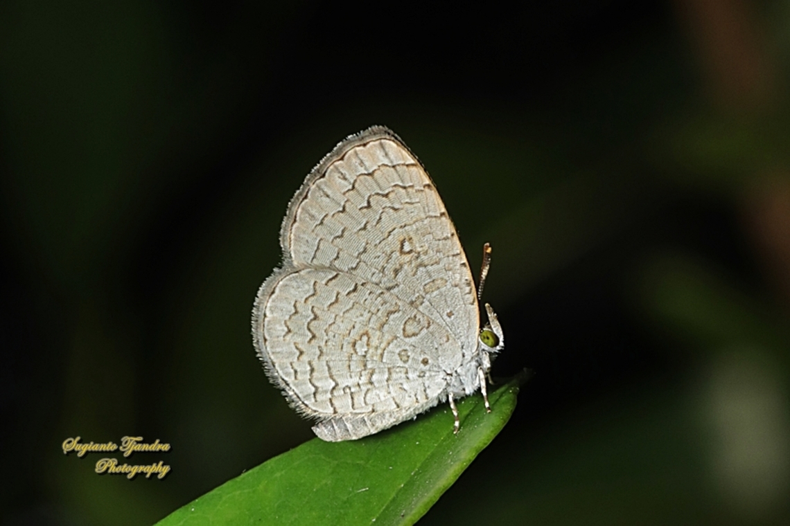 Apefly Butterfly, Spalgis epius titius  Apefly,Geotagged,Indonesia,Spalgis epeus,Winter