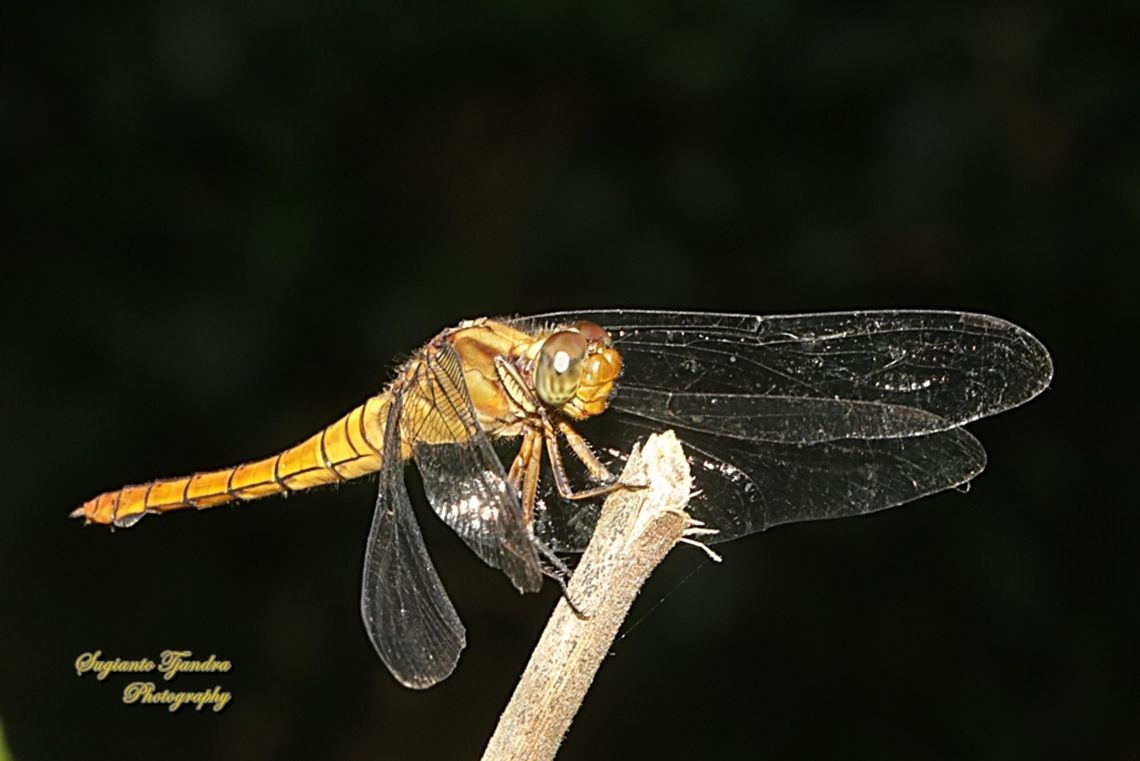 Crimson Dropwing Dragonfly, Orthetrum testaceum  Geotagged,Indonesia,Orange Skimmer,Orthetrum testaceum,Winter
