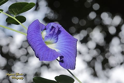 Kembang Telang, Blue Pea flower, Clitoria ternatea  Butterfly-pea,Clitoria ternatea,Geotagged,Indonesia,Winter