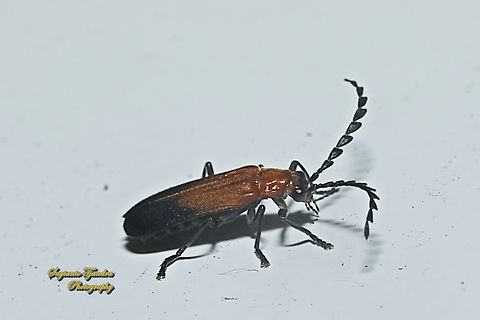 Soldier Beetle, Cordylocera pectoralis, family Cantharidae  Cordylocera pectoralis,Geotagged,Indonesia,Winter