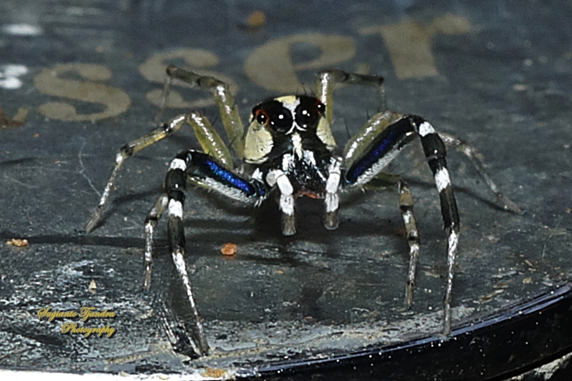 Jumping Spider, Epocilla Sp., family Salticidae  Geotagged,Indonesia,Winter