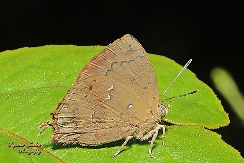 Acacia Blue Butterfly, Surendra vivarna vivarna, family Lycaenidae  Acacia blue,Geotagged,Indonesia,Surendra vivarna,Winter