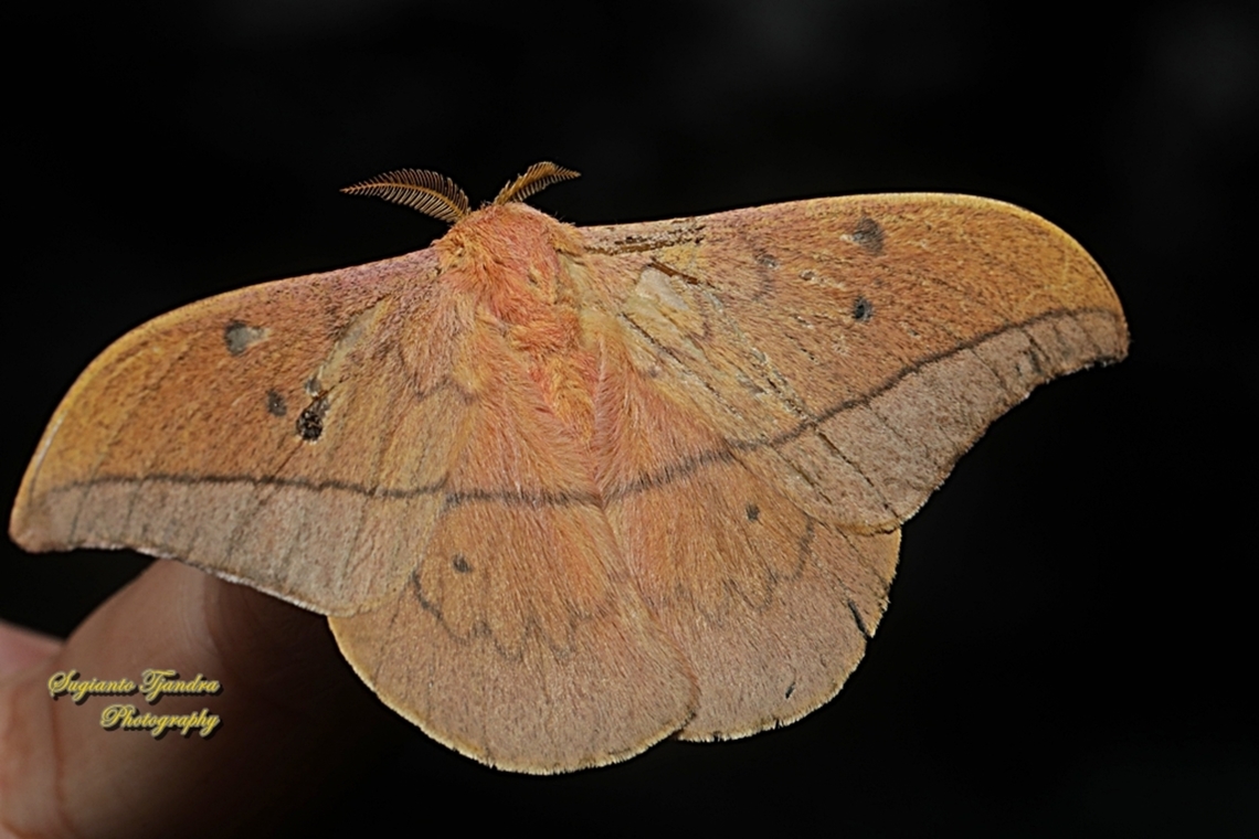 Cricula Silkmoth, Cricula trifenestrata - male  Cricula Silkmoth,Cricula trifenestrata,Geotagged,Indonesia,Winter