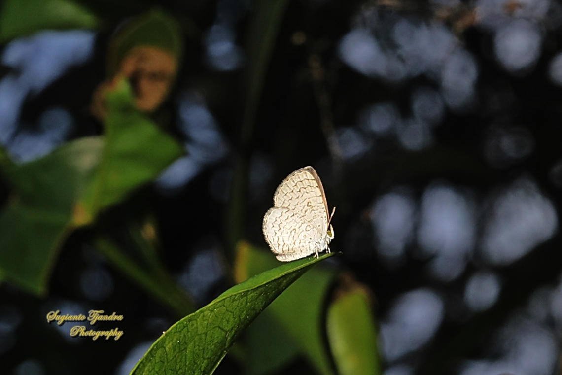 Apefly Butterfly, Spalgis epius titius  Apefly,Geotagged,Indonesia,Spalgis epeus,Winter