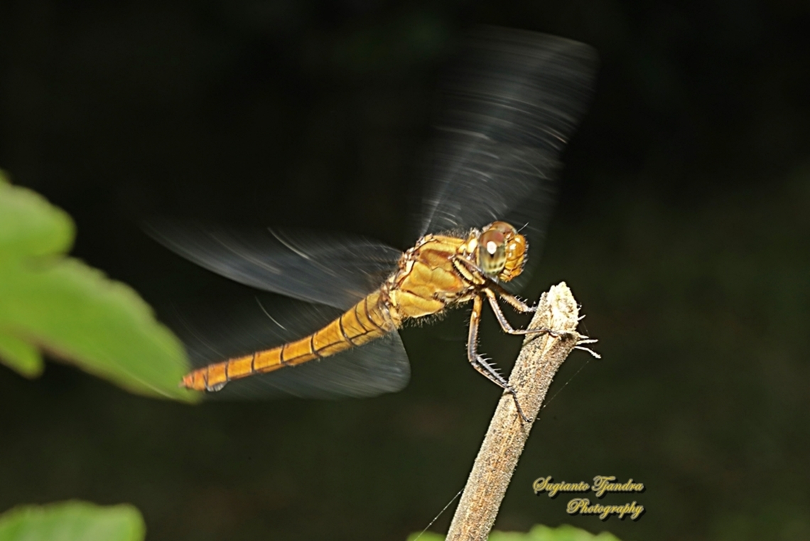 Crimson Dropwing Dragonfly, Orthetrum testaceum  Geotagged,Indonesia,Orange Skimmer,Orthetrum testaceum,Winter