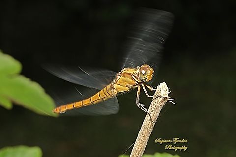 Crimson Dropwing Dragonfly, Orthetrum testaceum  Geotagged,Indonesia,Orange Skimmer,Orthetrum testaceum,Winter