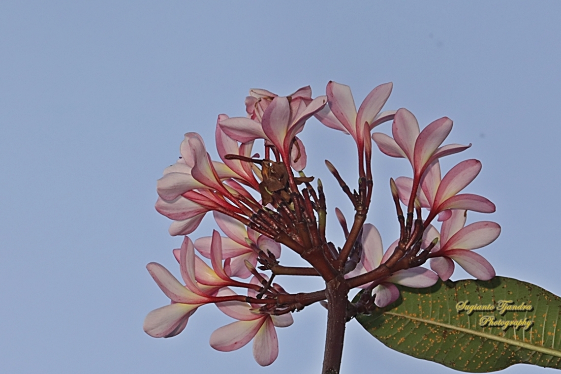 Bunga Kamboja Merah, Plumeria rubra  Common frangipani,Geotagged,Indonesia,Plumeria rubra,Winter