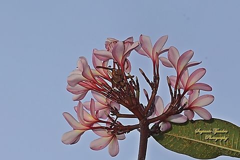 Bunga Kamboja Merah, Plumeria rubra  Common frangipani,Geotagged,Indonesia,Plumeria rubra,Winter