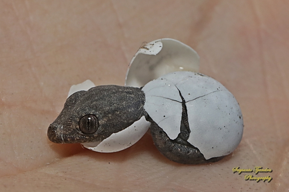 Cicak / Tender-skinned house gecko, Gehyra mutilata, family Gekkonidae - just hatched  Four-clawed gecko,Gehyra mutilata,Geotagged,Indonesia,Winter