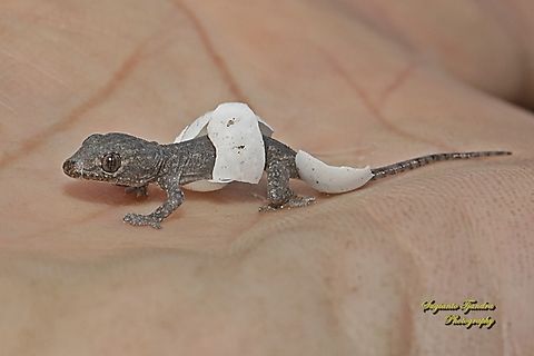 Cicak / Tender-skinned house gecko, Gehyra mutilata, family Gekkonidae - ready to enjoy a new life  Four-clawed gecko,Gehyra mutilata,Geotagged,Indonesia,Winter