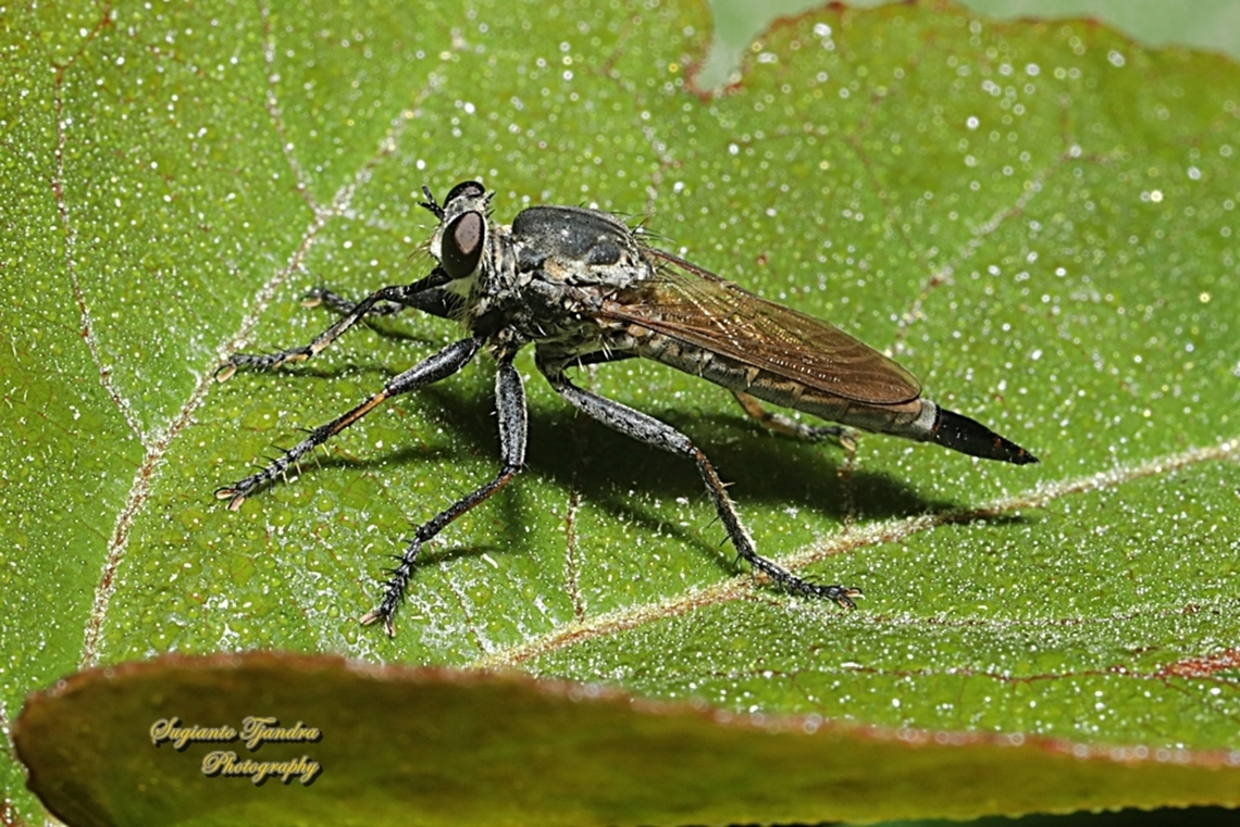 Grasshopper Robberfly, Philodicus Sp.  Geotagged,Indonesia,Winter