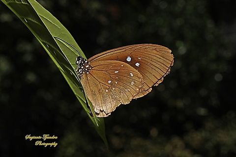 Climena Crow Butterfly, Euploea climena ssp sepulehralis  Climena Crow,Euploea climena,Geotagged,Indonesia,Winter